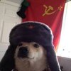 derpy soviet dog.jpg