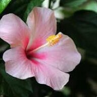 Hibiscus
