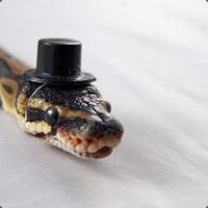 Professer Snake