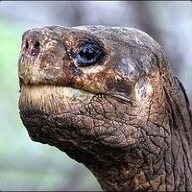 ParalyzedTortoise