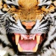El Tigre