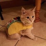 Taco Cat