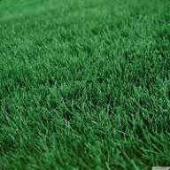 FreshlyCutLawn