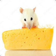 RatsLikeCheese