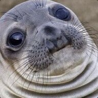 Fat Seal