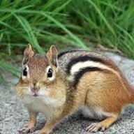 chipmunk 69