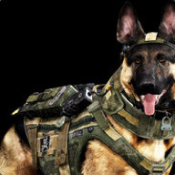 Riley the k9