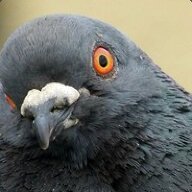 the pleasurepigeon