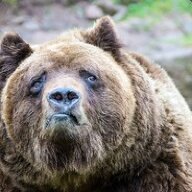 Runningbear
