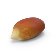 Popcorn Kernel