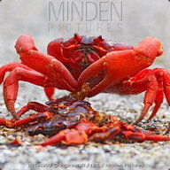 CrabbyStork
