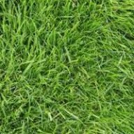 The_Grass_Man