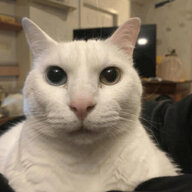 ziggy