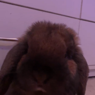 flabbergastedmonkey