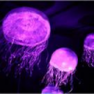Jellyfish