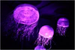 Jellyfish