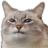Jacque