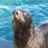 dcseal