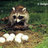 Raccon Eggs