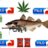 Imafishbish