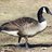 Goose