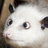 TheFatPossum