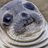 Fat Seal
