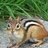chipmunk 69