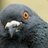 the pleasurepigeon