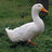 Docduck