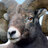CrazyGoat0295