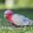 Cockatoo