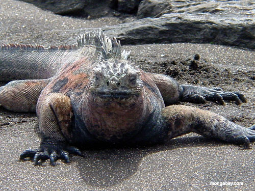 marine_iguana_beach.jpg