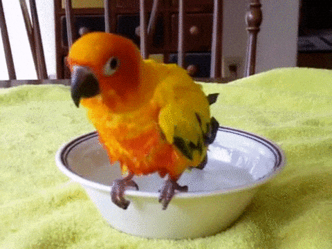 giphy-downsized-large.gif