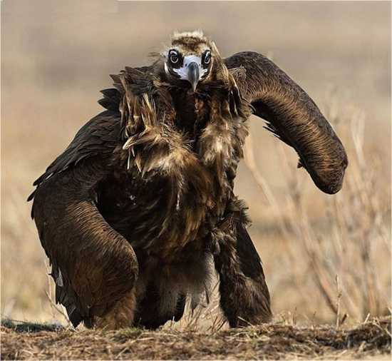 mutant-bird-493.jpg