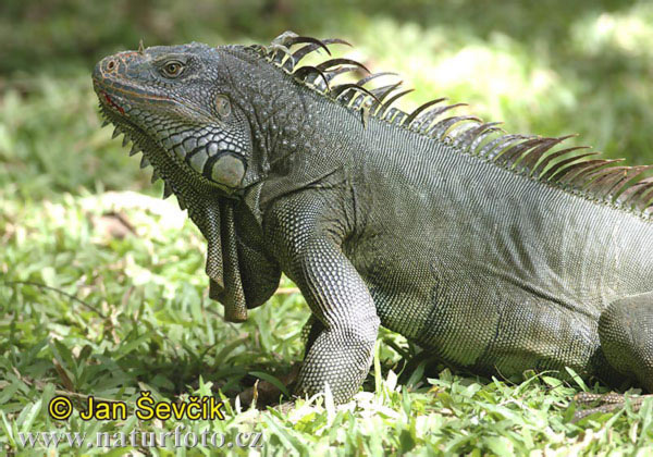 green-iguana--iguana-iguana-1.jpg