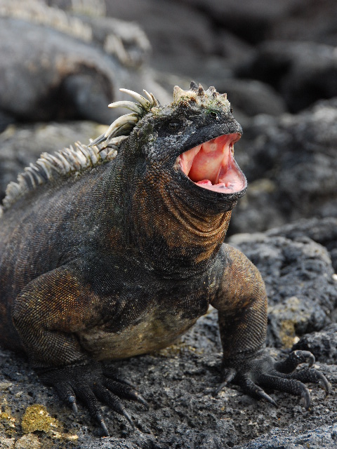 Fat_Marine_Iguana_opens_wide!.jpg